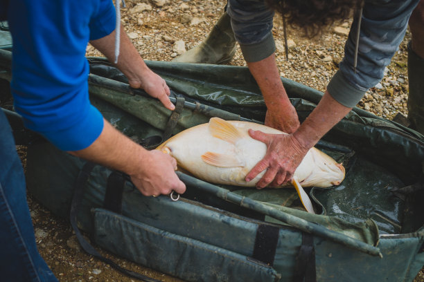 两名男子在将鱼放回湖中之前，用一个大塑料袋或乙烯基袋或支架捕获了一条大鱼。图片下载