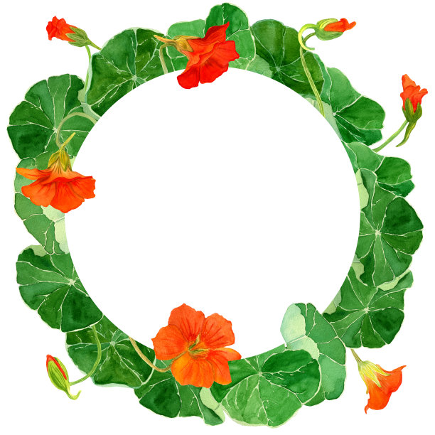 水彩植物插图旱莲花在圆框架模板。图片下载