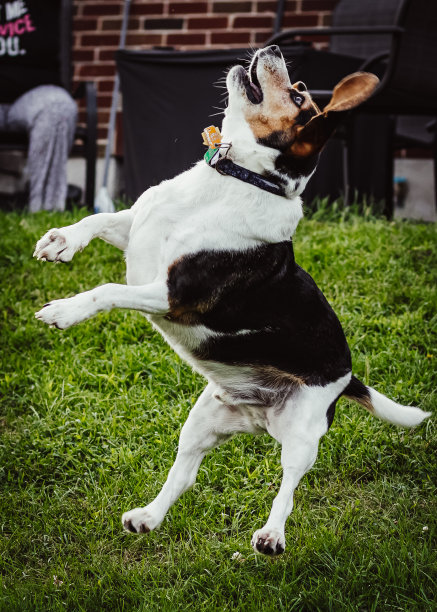 好玩的小猎犬动作镜头图片下载