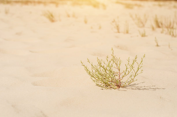 长在荒芜沙地上的绿色灌木图片下载