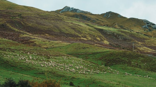 羊的土地图片下载