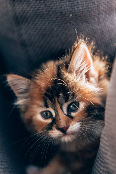 可爱的3色小猫，印花布图片下载