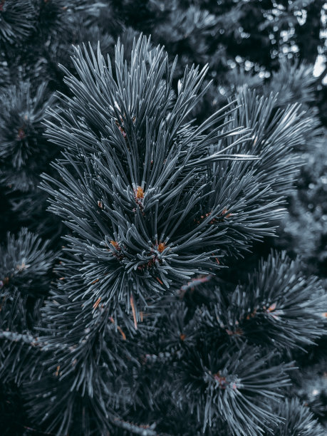 多刺的松树枝。蓬松的针叶树枝特写。照片的灰蓝色阴影。深色花卉背景设计，社交网络。垂直的照片。图片下载