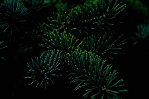 松树或云杉、冷杉多刺的树枝。黑色背景上蓬松、充满活力的绿色针叶树枝特写。花卉背景设计，社交网络。水平的照片。图片下载
