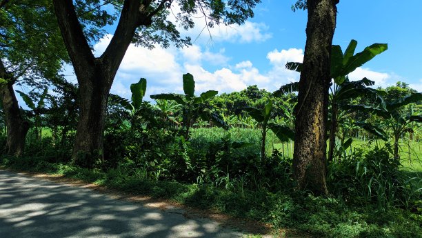 孟加拉的美丽自然- shailkupa - jhenaidah。图片下载