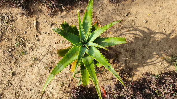 独立芦荟图片下载