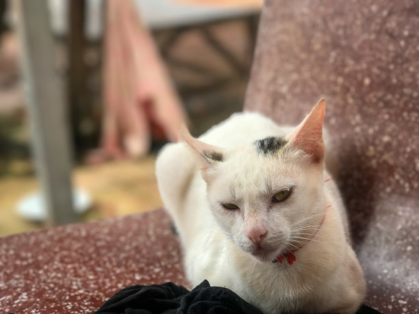 猫正坐在衣服上。这只猫在相机里看起来很可爱。这只猫正在等待关注。图片下载