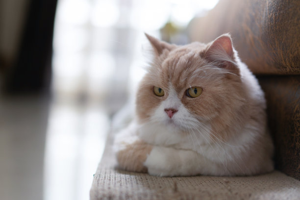 客厅里一只可爱的橙白色毛茸茸的波斯公猫躺在猫抓器上看着镜头图片下载