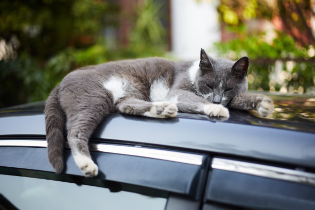 睡在车里图片下载