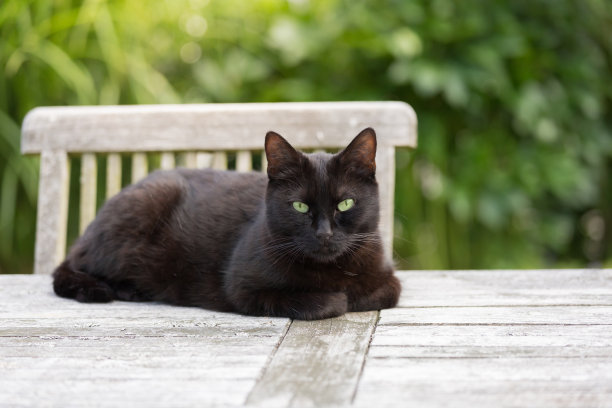 黑猫享受户外时光图片下载