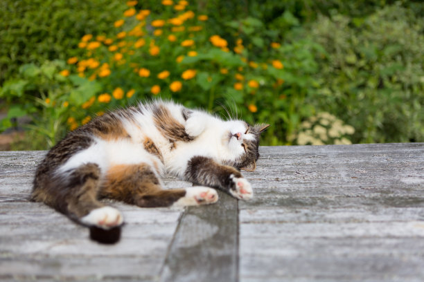 猫躺在花园的木桌上图片下载