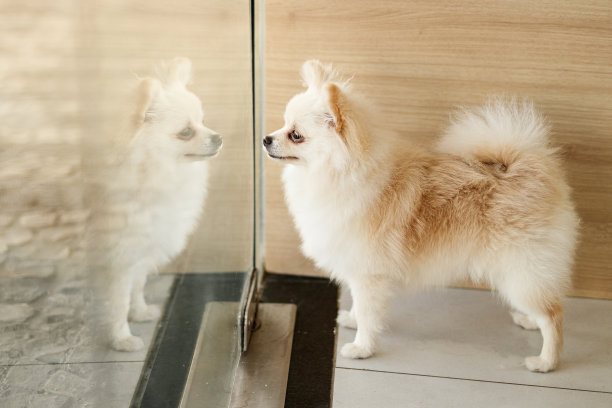 狗肖像图片下载