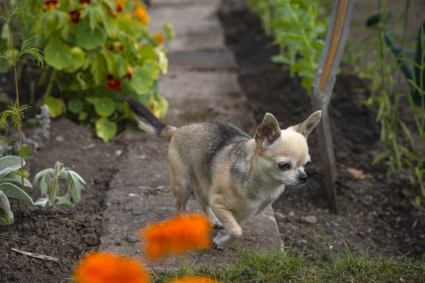 吉娃娃在后院的花园里散步图片下载