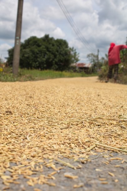 晒米图片下载