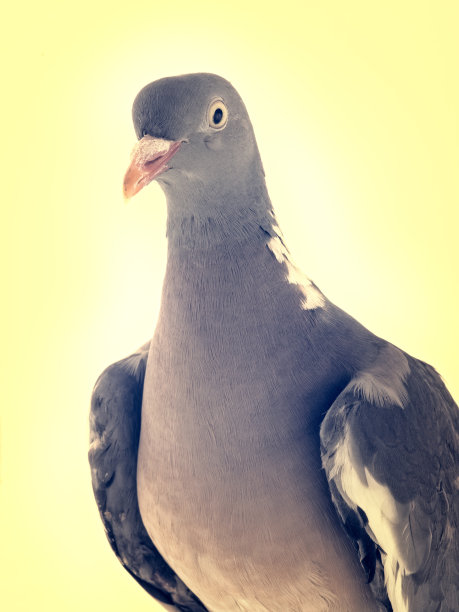 欧洲木鸽(白鸽属)，分离于白色背景上图片下载