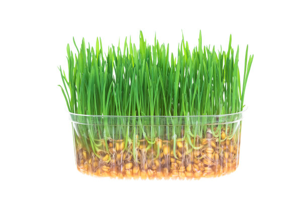 白色的背景上孤零零地长着新鲜的绿草图片下载