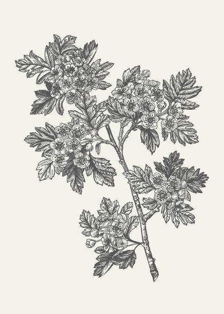 常见的山楂。黑色和白色。图片下载