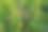 选择焦点:草地上的野菜，俯视图。丰富多彩的草地背景设计或项目。夏季牧场纹理。高质量的照片图片下载