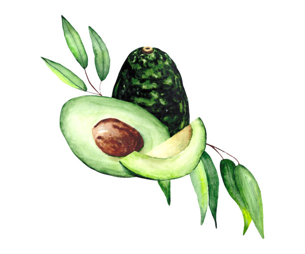 成熟的鳄梨和绿色的桉树树枝孤立在白色的背景上。这是一个美丽的组合蔬菜装饰和插图的主题自然。图片下载