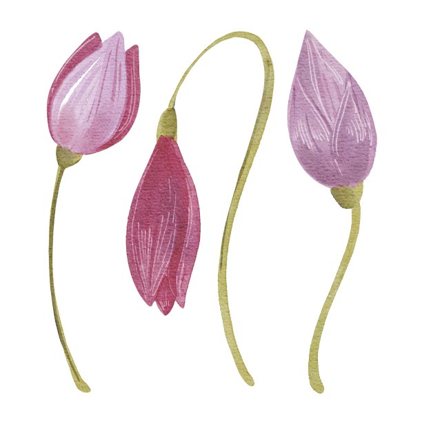 手绘水彩画套紫色郁金香。用于贺卡，卡片，模板，设计，植物海报，儿童书籍，图案，森林插图图片下载
