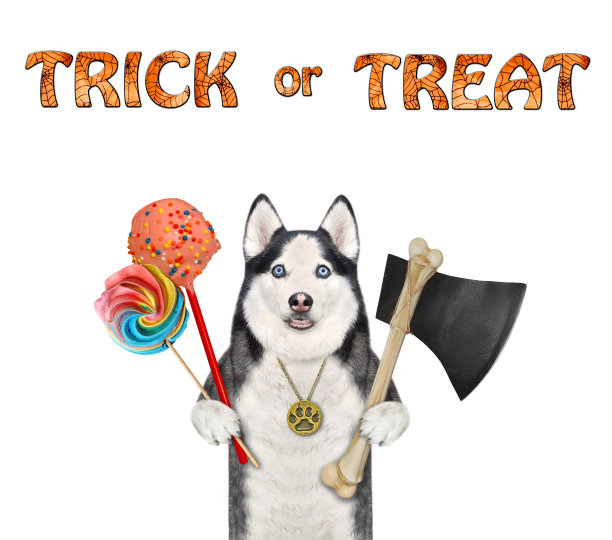 狗哈士奇拿着糖果和斧头图片下载