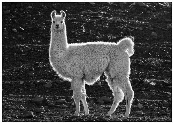 安第斯山脉的美洲驼图片下载