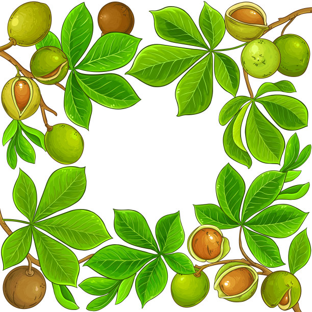 Mongongo矢量帧在白色背景上图片下载