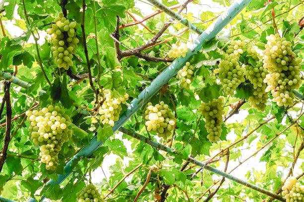 秋天花园里的绿葡萄藤图片下载