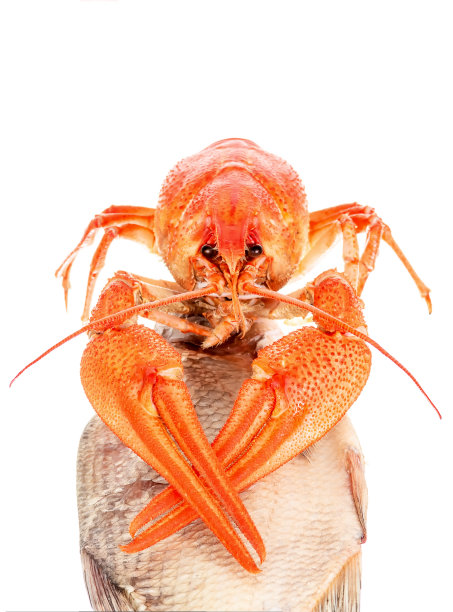 小龙虾与干鱼分离在白色图片下载