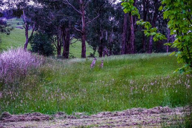 澳大利亚的一片有树的田野，还有袋鼠。图片下载
