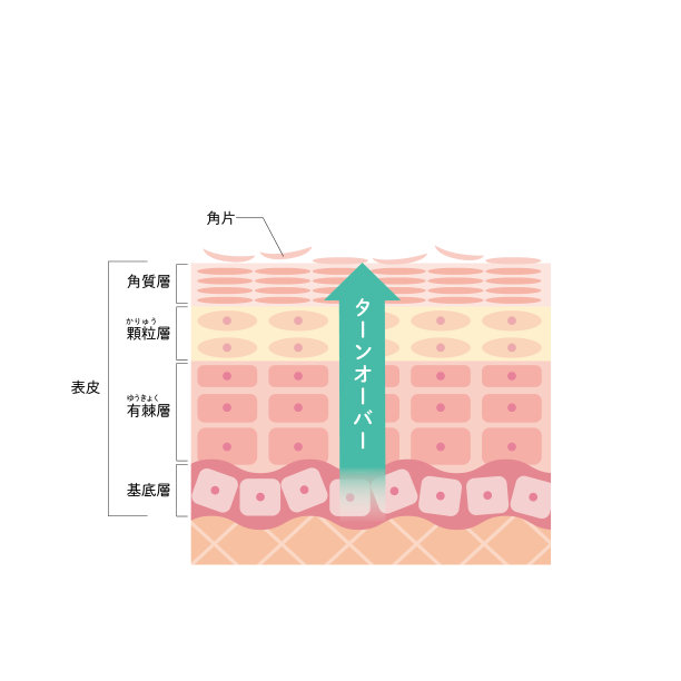 表皮周转率皮肤结构皮肤图美图片下载