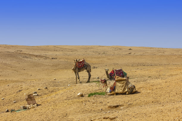 埃及干燥沙漠中的骆驼图片下载