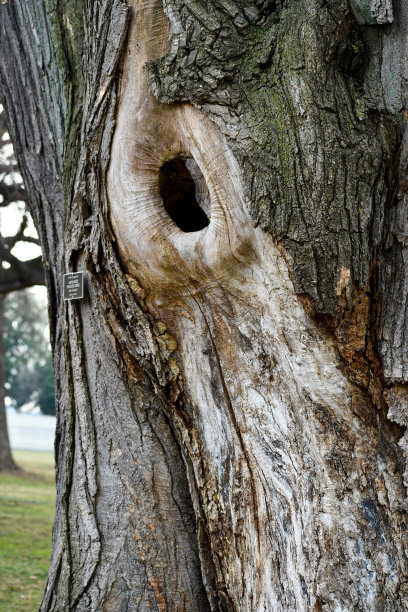 在树干上打结，特写图片下载