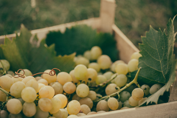 板条箱白葡萄图片下载