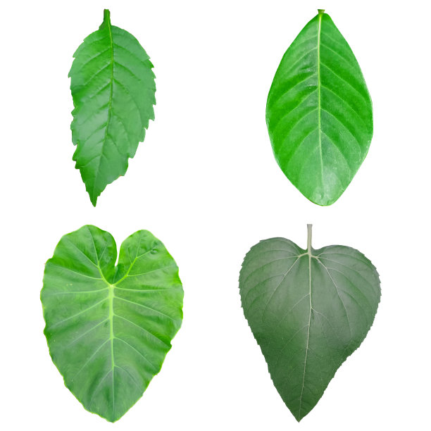 白色背景上有四种不同的叶子。图片下载