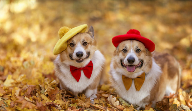 在一个秋日阳光明媚的公园里，两只漂亮的柯基犬穿着鲜红色的衣服，戴着黄色的贝雷帽图片下载
