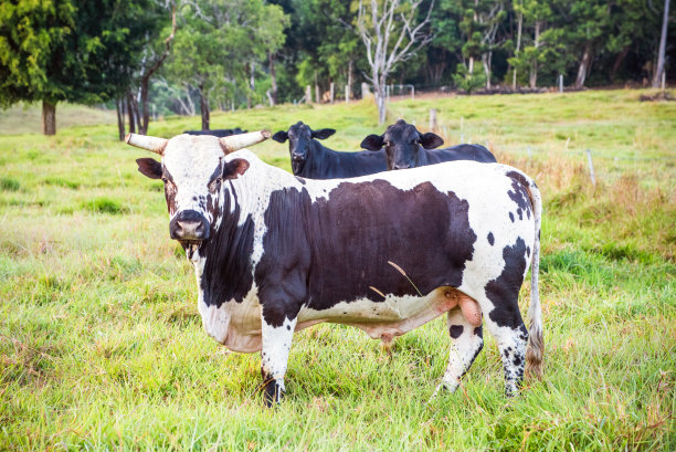 牧场上的奶牛。图片下载