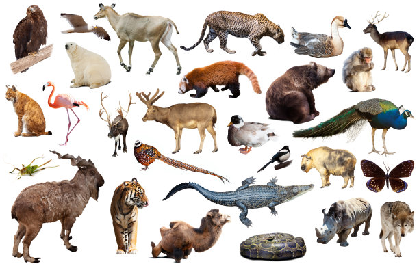 亚洲动物隔离图片下载