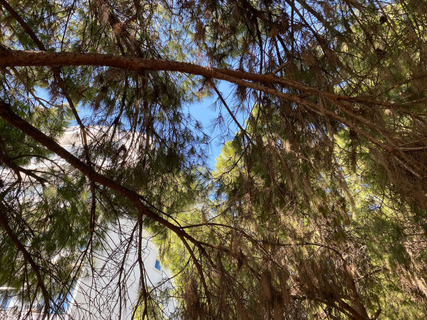 阳光透过针叶树的枝干，细节在冷杉，棕榈树的前景，晴朗的天空背景图片下载