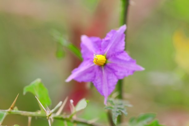 在春天沙漠里，一株荆棘植物上盛开的蓝色花朵的宏观照片图片下载