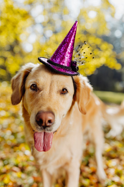 万圣节的秋叶上，一只戴着女巫帽子的狗的肖像图片下载