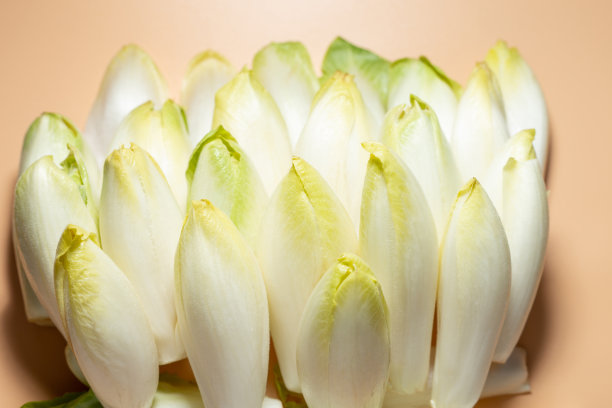 许多生菊苣沙拉根或菊苣在橙色背景下，选择性焦点图片下载