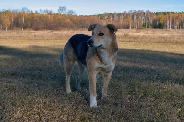 杂种狗在秋天草地上散步的肖像。图片下载