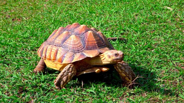 草地上的乌龟图片下载