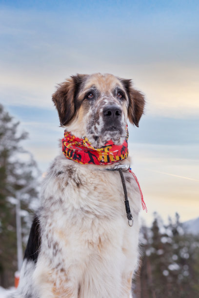 狗的肖像，森林的松树和蓝天图片下载