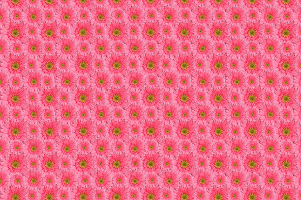 全帧花卉背景。图片下载