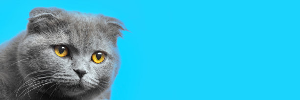 睡在毯子上的猫图片下载