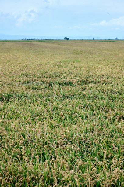 稻田种植和生产粮食的水田，垂直射击图片下载