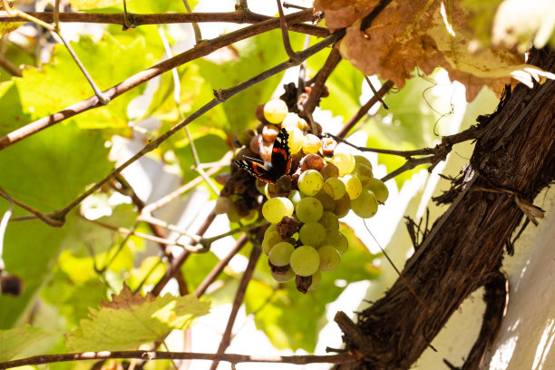 葡萄上的蝴蝶，秋天图片下载
