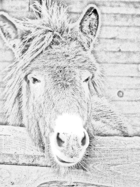 黑白相间的驴子插图图片下载